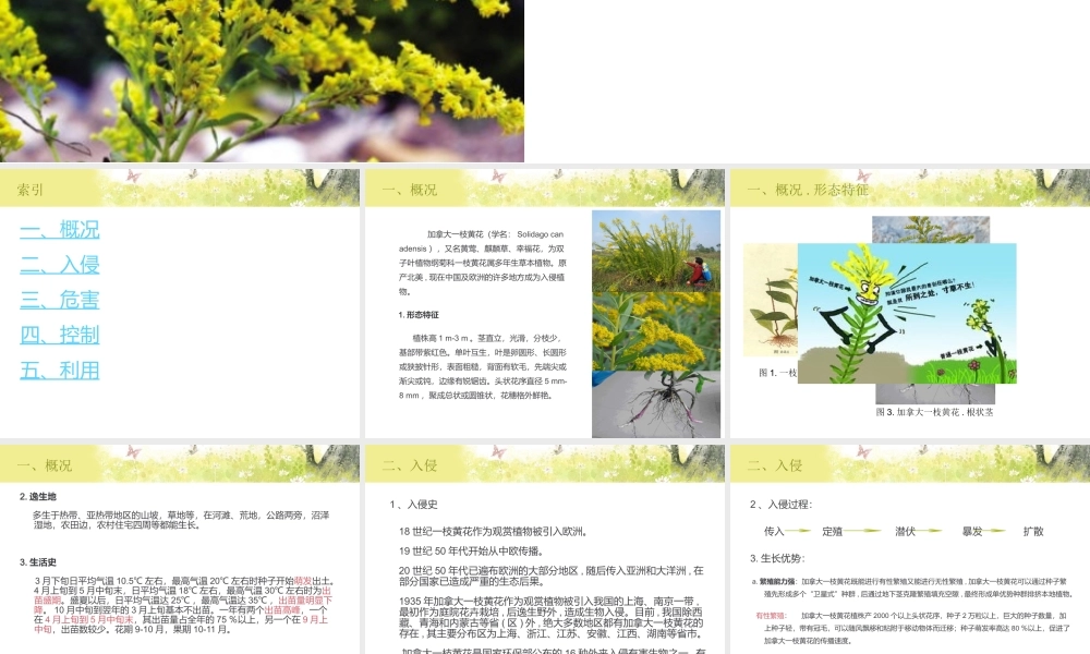 加拿大一枝黄花