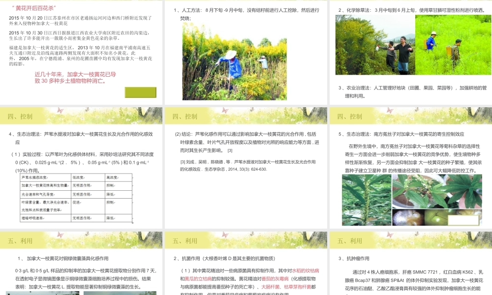 加拿大一枝黄花