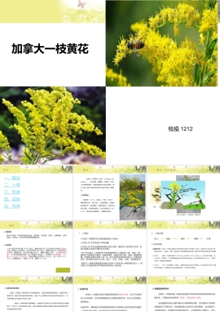 加拿大一枝黄花