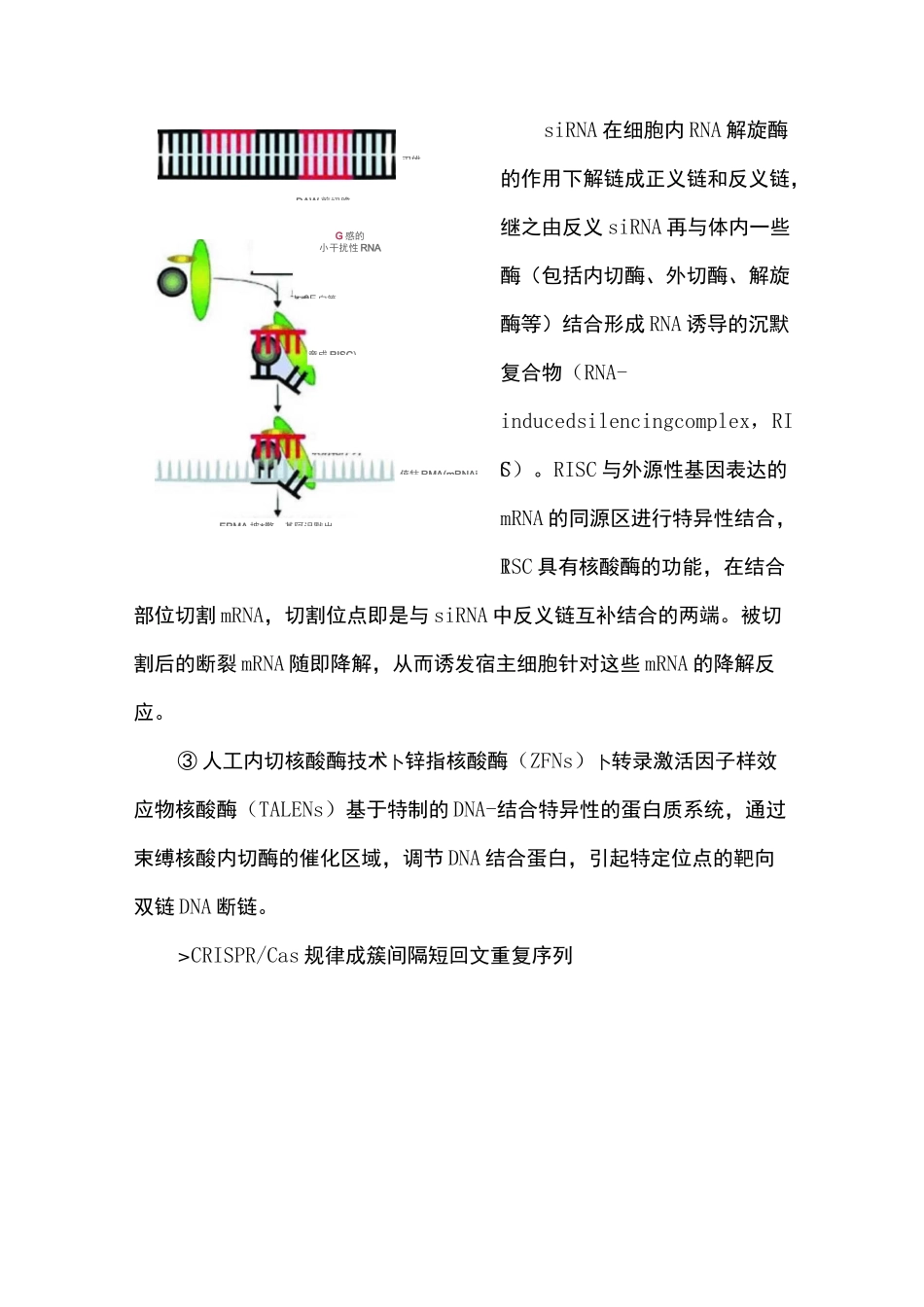 教案-基因编辑技术_第3页