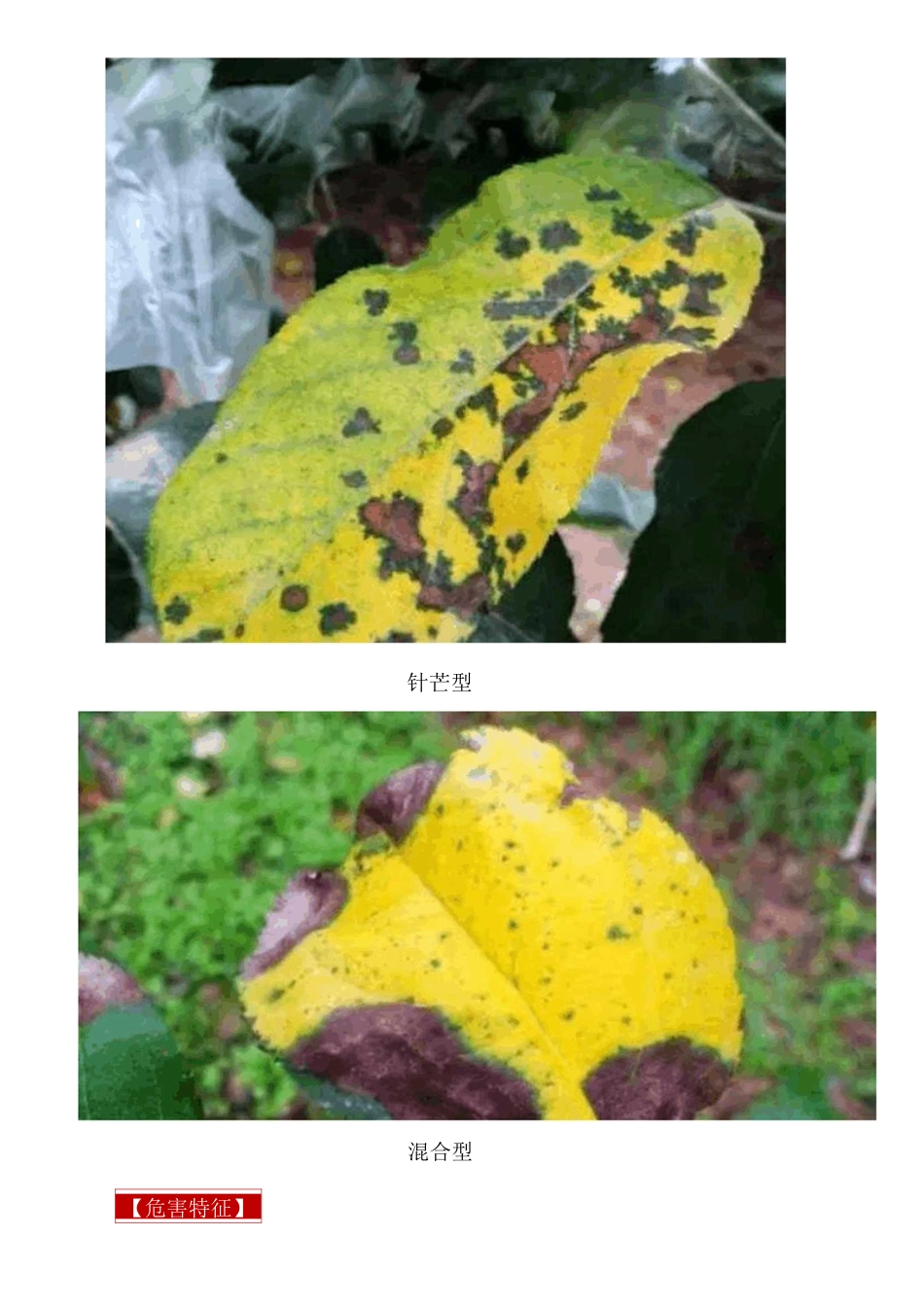 果树常见病害及解决方案_第2页