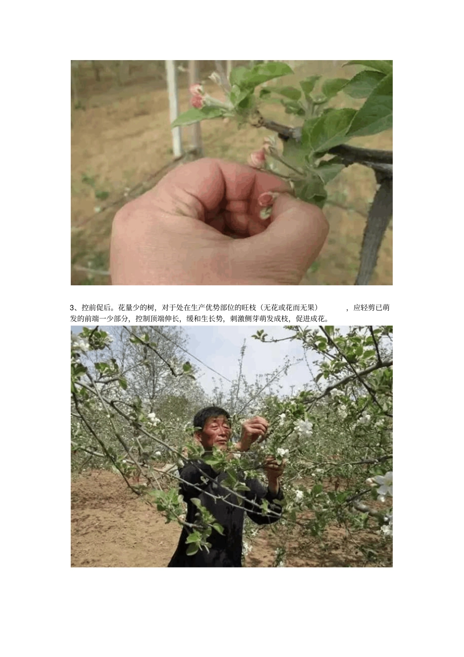 四月份,你的苹果园就该这样管!分析_第2页