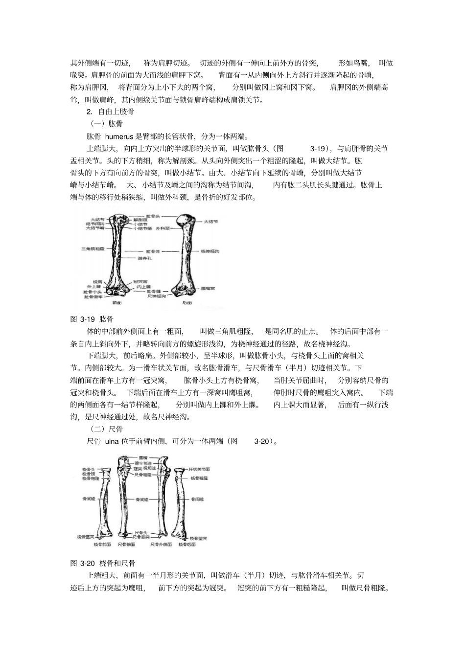 四肢骨与其连接_第2页