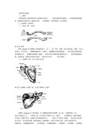 四肢骨与其连接