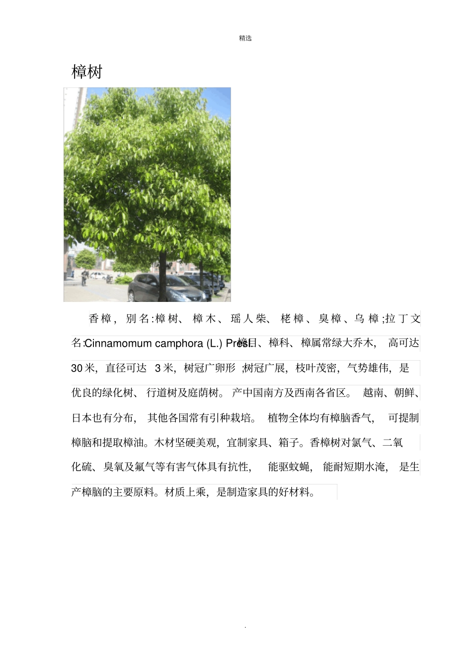 园林绿化常用乔木、灌木_第1页