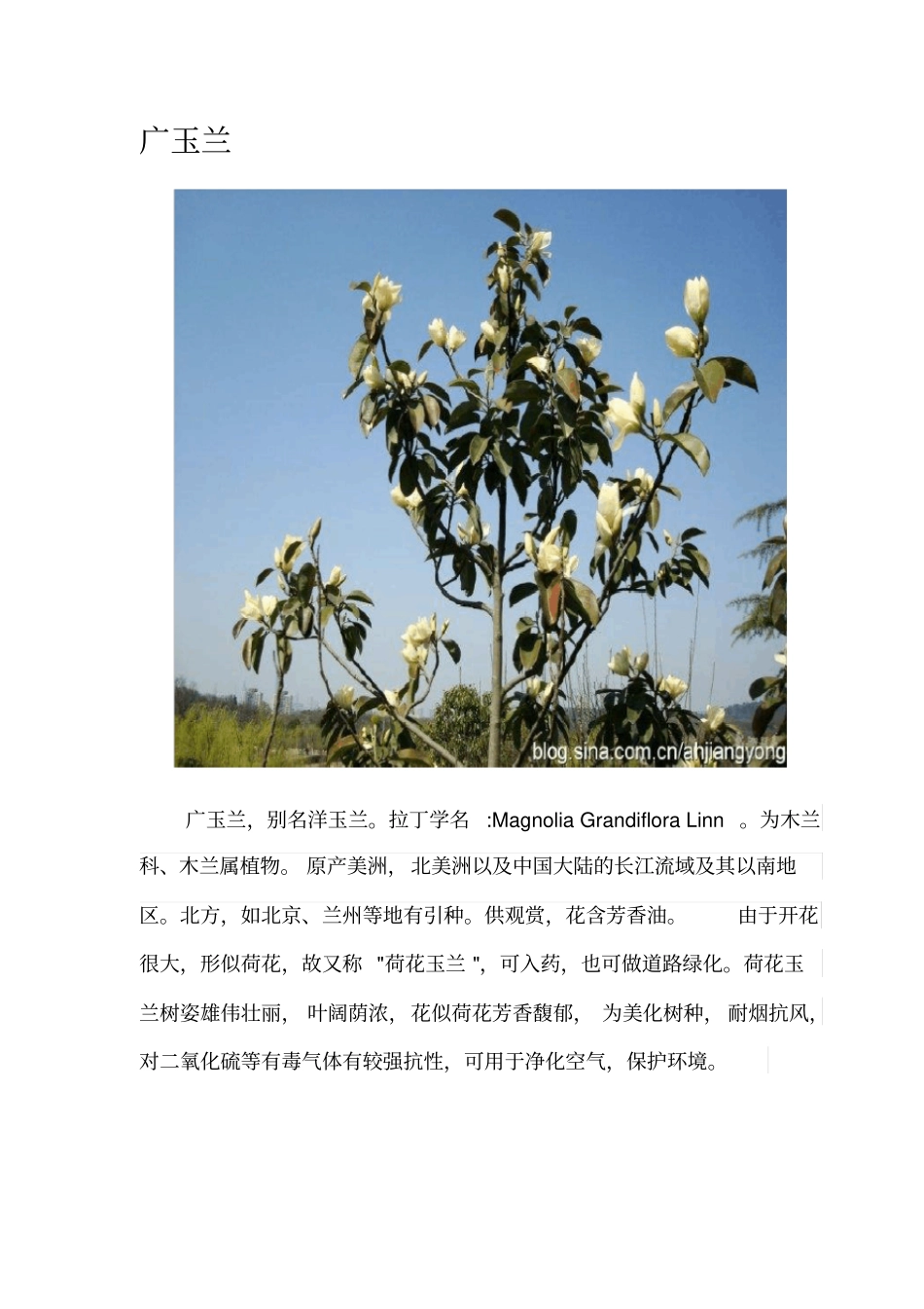 园林绿化常用乔木灌木_第2页