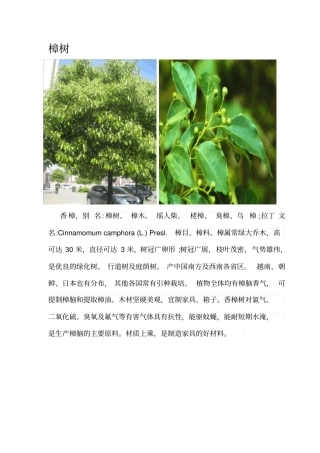 园林绿化常用乔木灌木