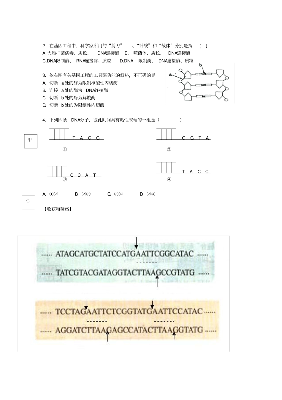 基因工程工具导学案_第3页