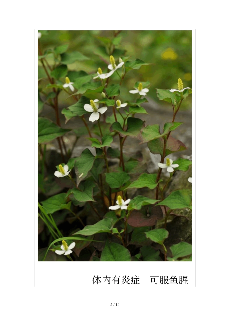 天然野菜你知多少_第2页