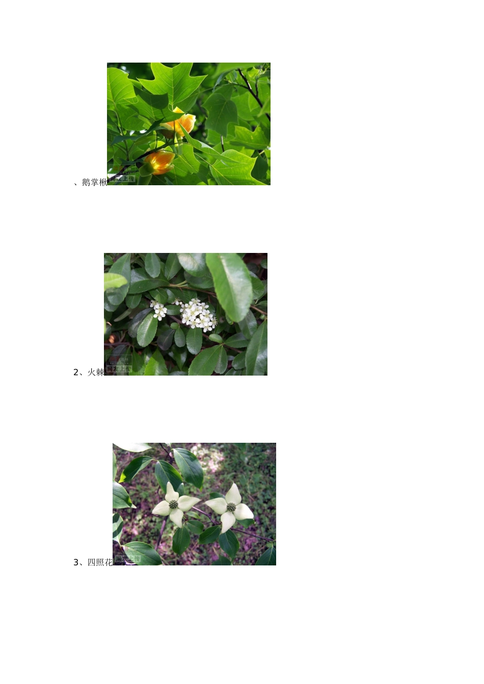 景观设计师必知园林绿化常见植物80种图片-广东东土园林_第2页