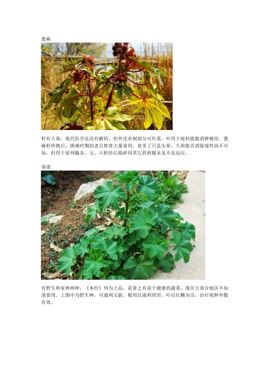 身边常见中草药(DOC32页)_第3页