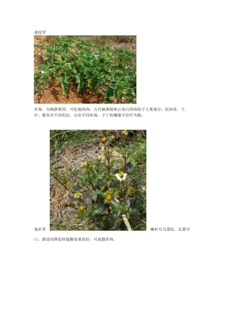 身边常见中草药(DOC32页)