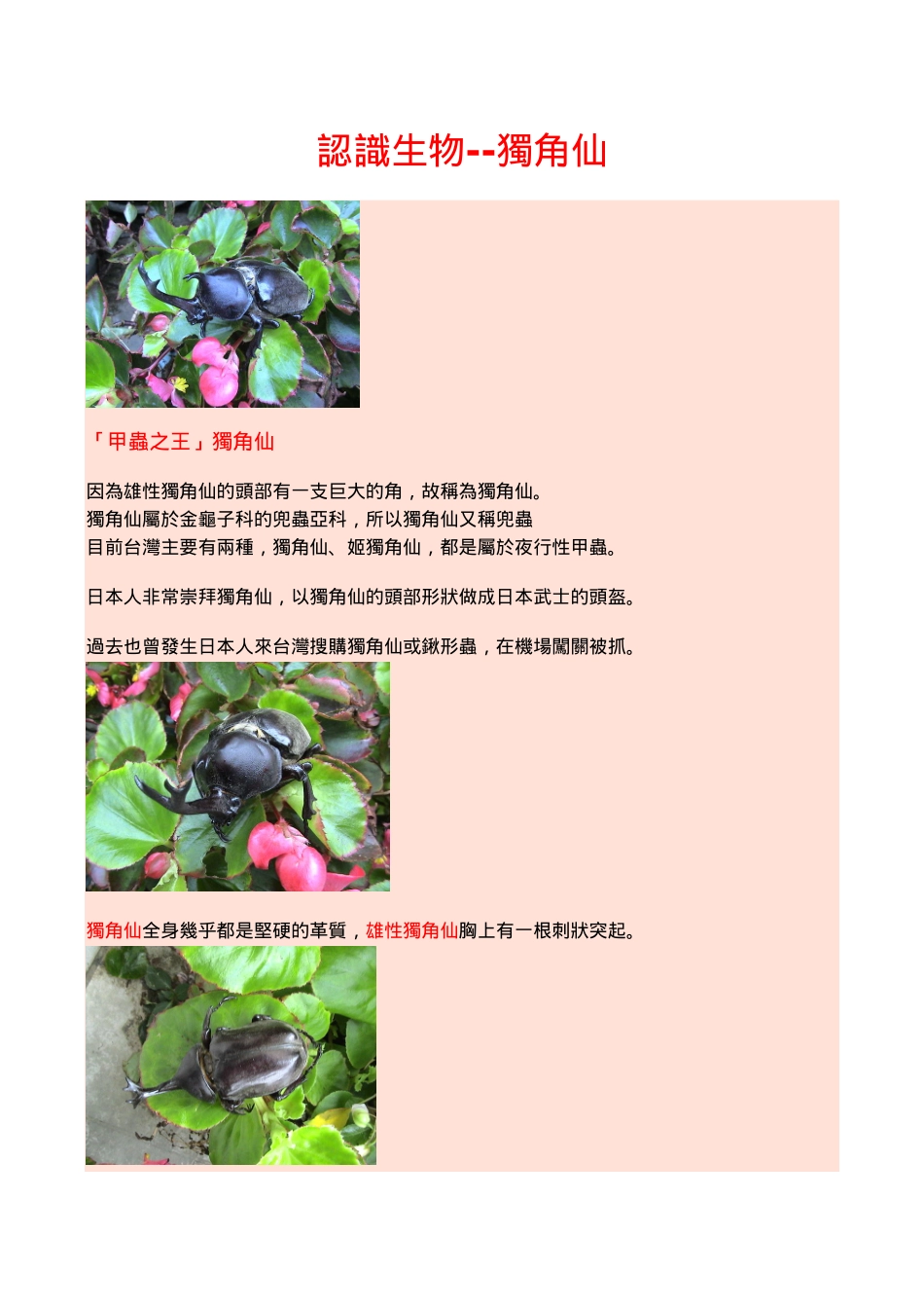 认识生物--独角仙_第1页