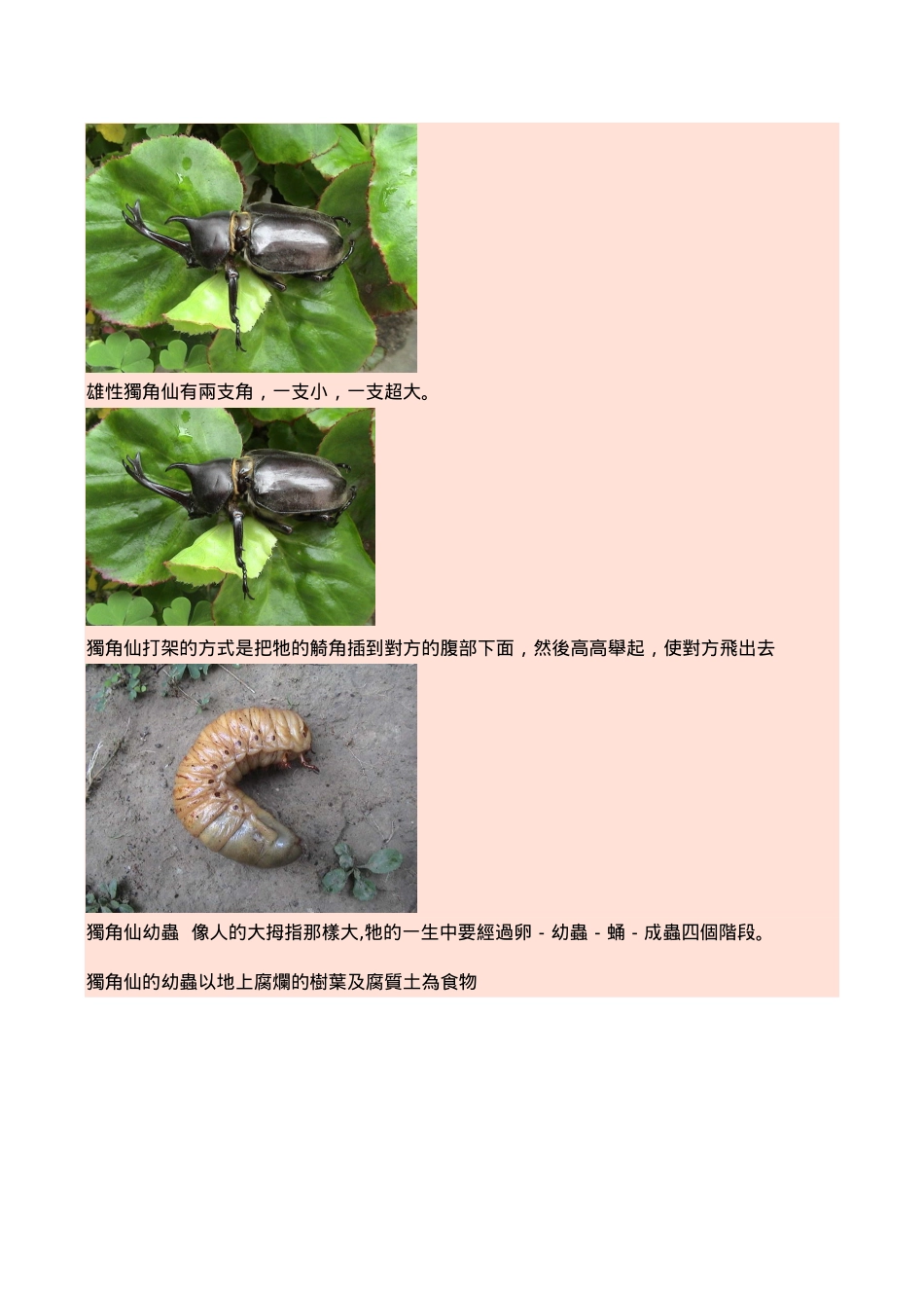认识生物--独角仙_第3页