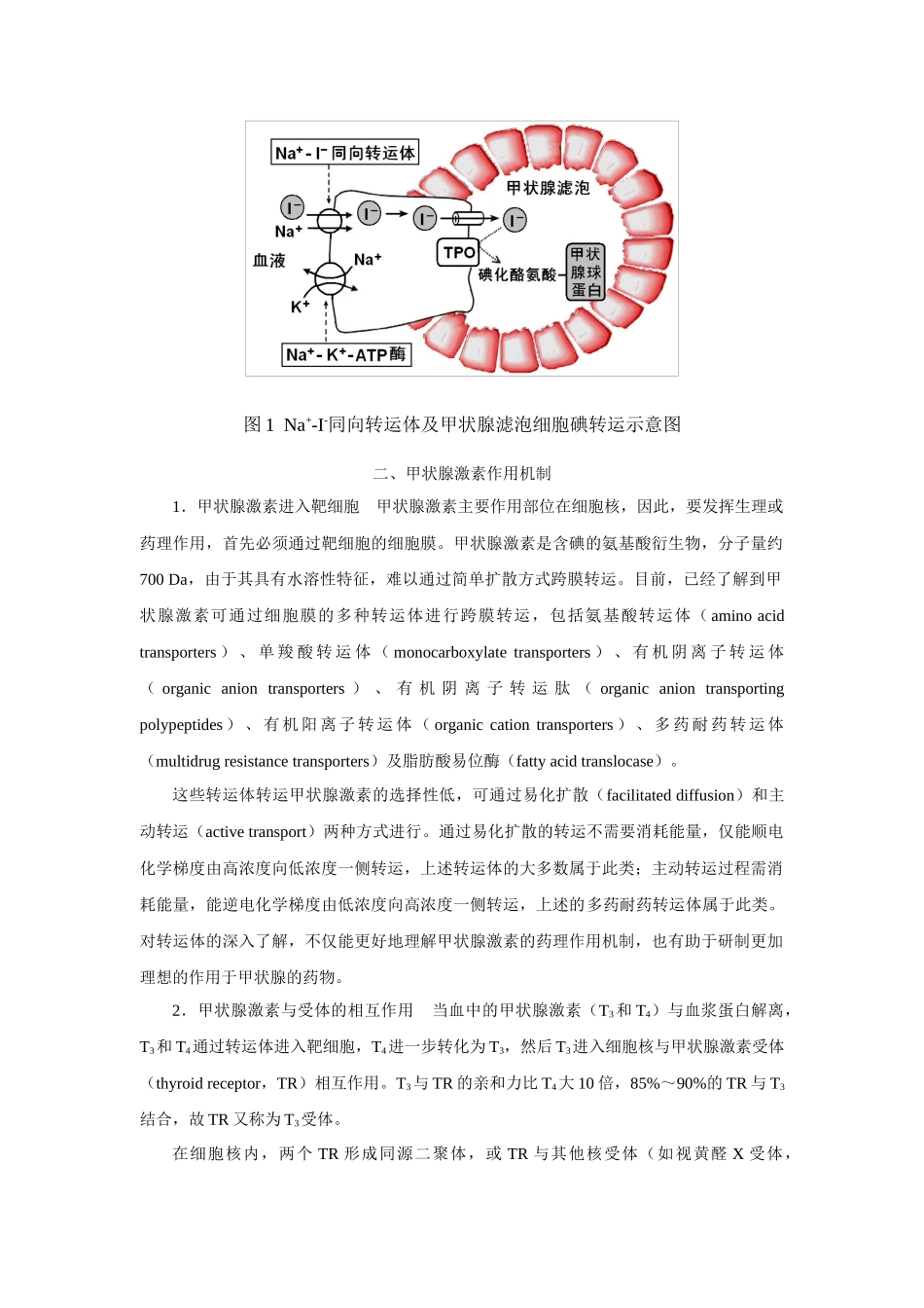 第三十六章甲状腺激素及抗甲状腺药_第2页