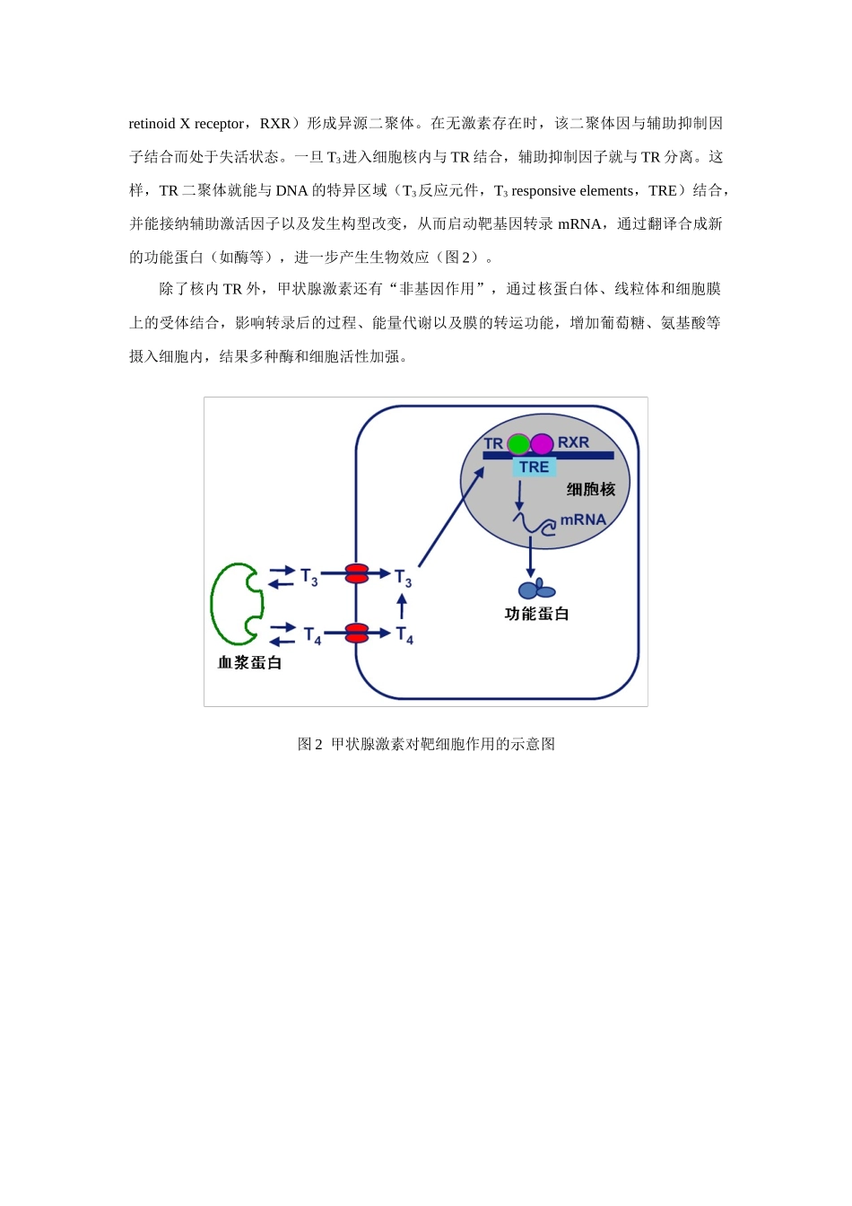 第三十六章甲状腺激素及抗甲状腺药_第3页