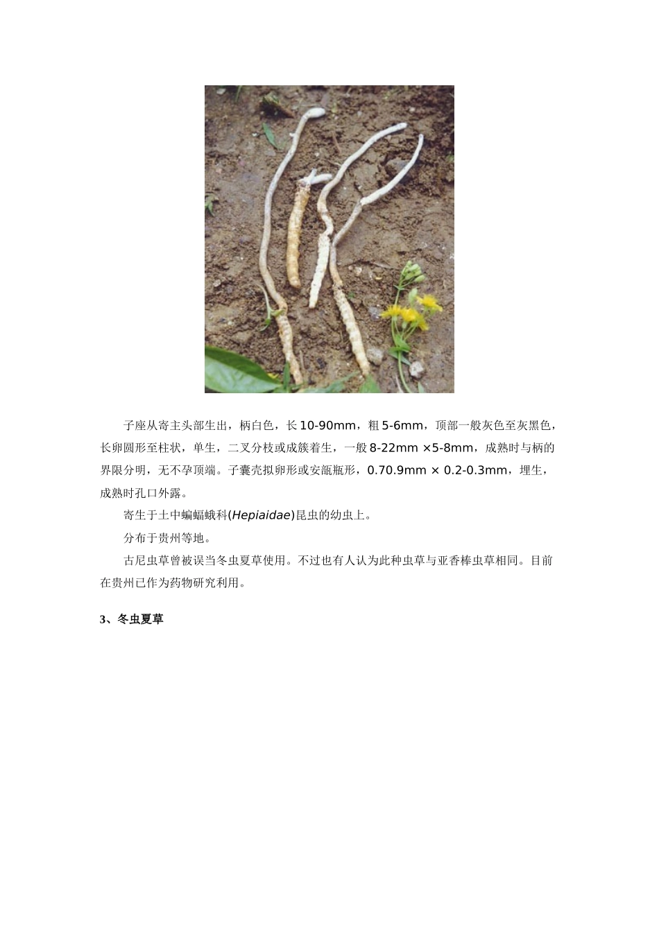 药用蘑菇种类及图文介绍_第2页