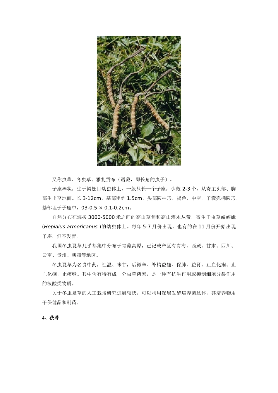 药用蘑菇种类及图文介绍_第3页