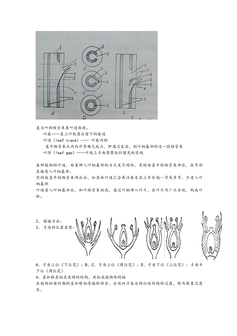 植物生物学 复习考试_第3页