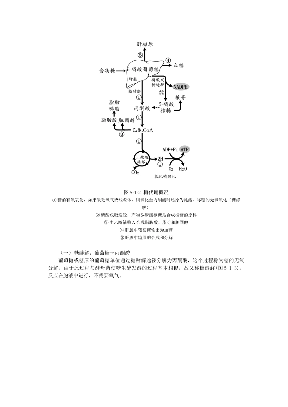第五章能源物质的产能代谢-第六章_第3页