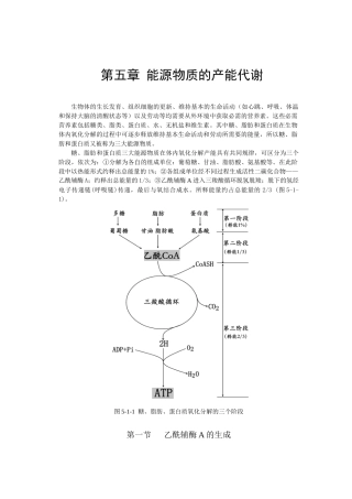 第五章能源物质的产能代谢-第六章