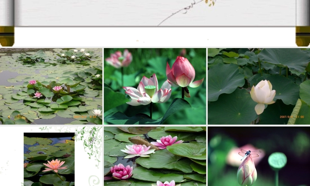 北师大版六年级语文上册《荷塘旧事》优质课PPT课件