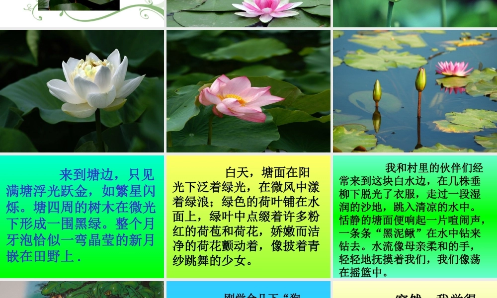 北师大版六年级语文上册《荷塘旧事》优质课PPT课件