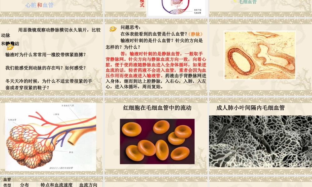 《血液循环》课件4