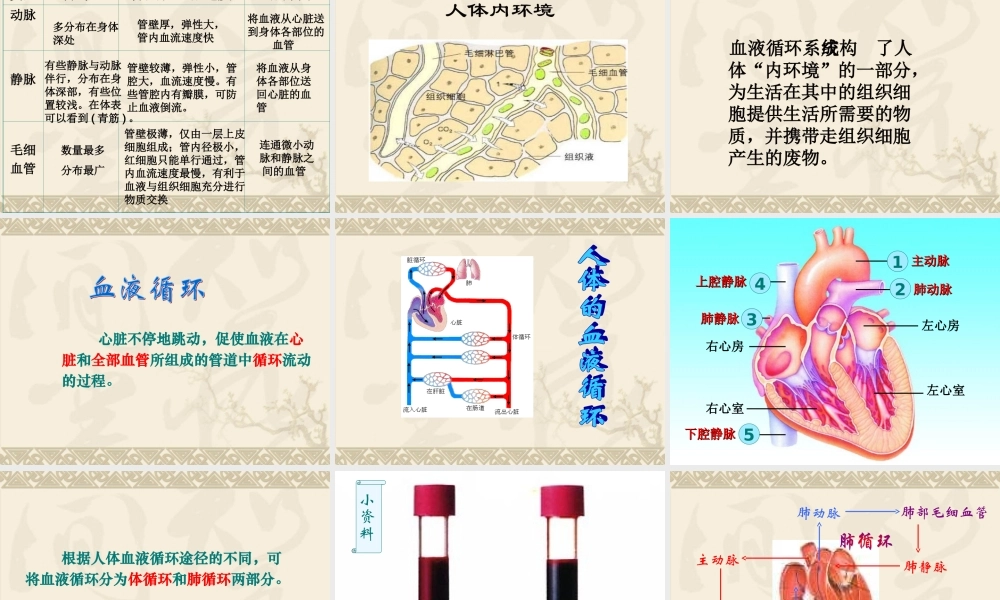 《血液循环》课件4