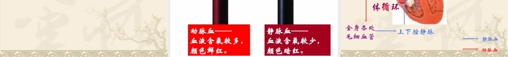 《血液循环》课件4