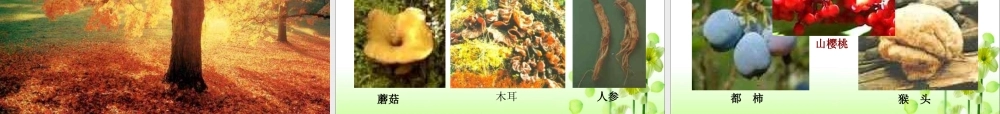 《美丽的小兴安岭》教学课件1