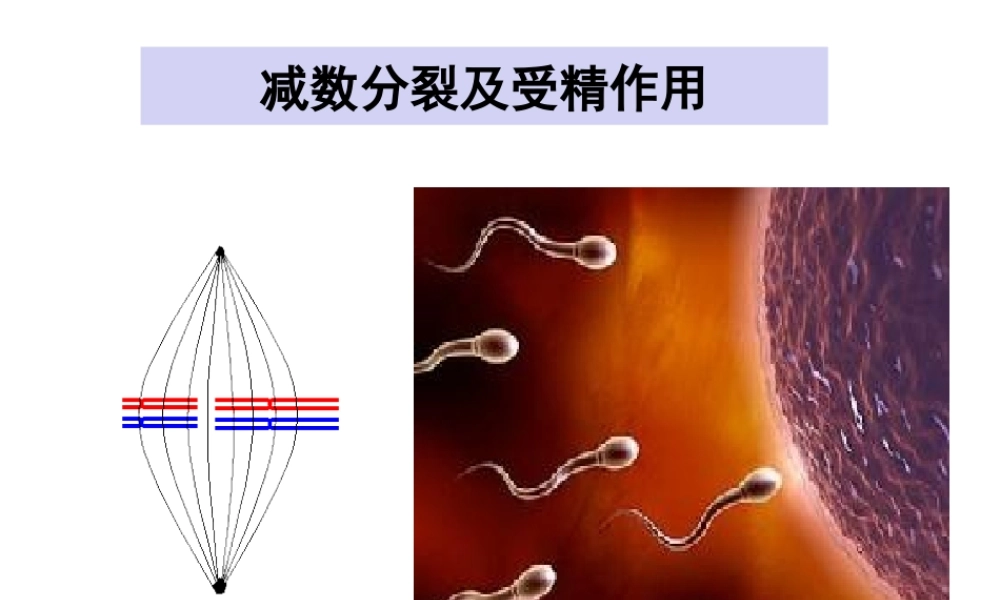 人教版必修二第二章第一节减数分裂和受精作用（共87张PPT）