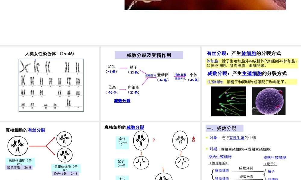 人教版必修二第二章第一节减数分裂和受精作用（共87张PPT）
