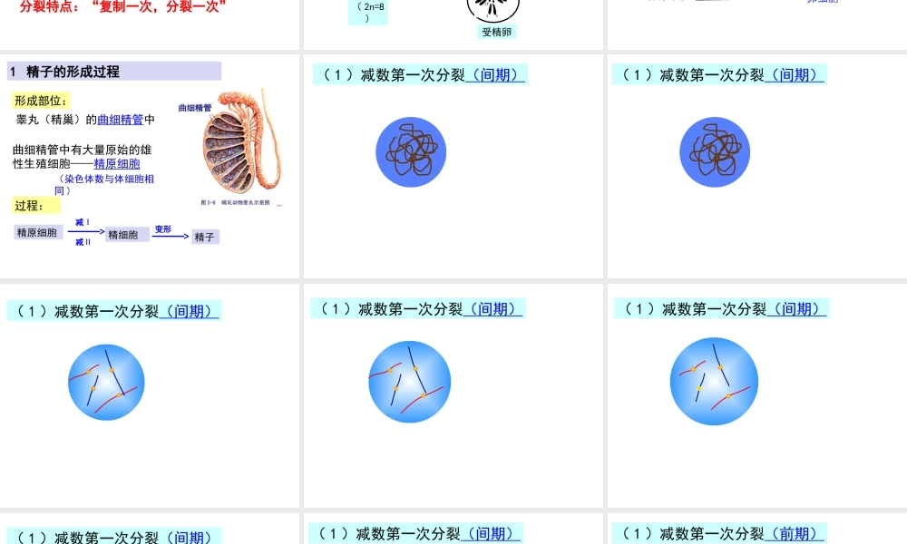 人教版必修二第二章第一节减数分裂和受精作用（共87张PPT）