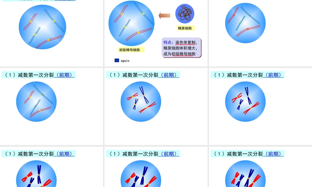 人教版必修二第二章第一节减数分裂和受精作用（共87张PPT）