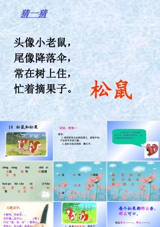 松鼠和松果课件