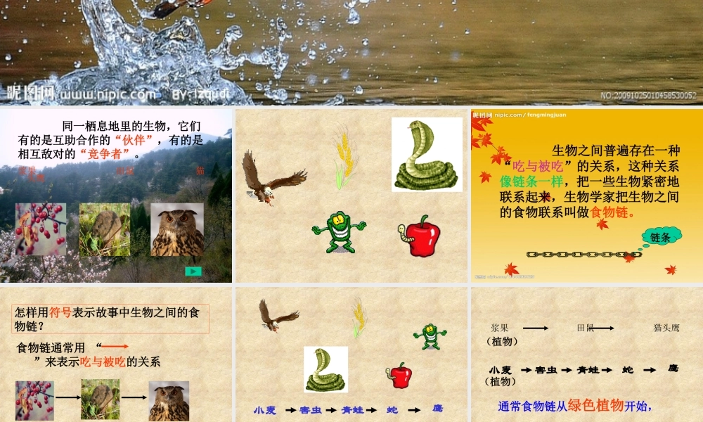 《有趣的食物链》课件1