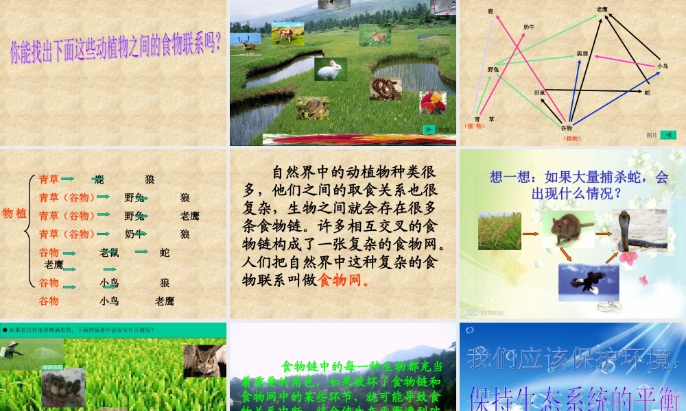 《有趣的食物链》课件1