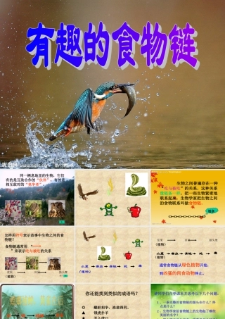 《有趣的食物链》课件1