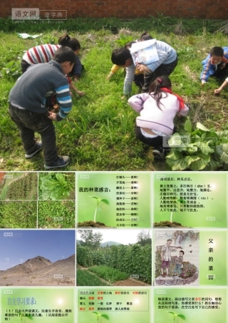 小学语文父亲的菜园课件