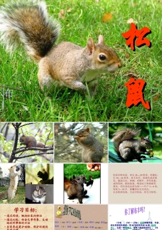 松鼠 (2)