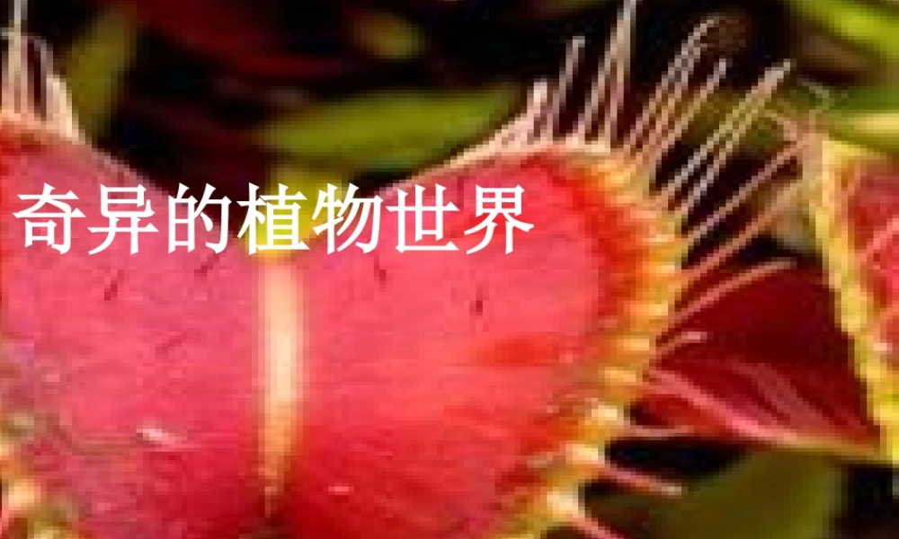 奇异的植物世界 (2)