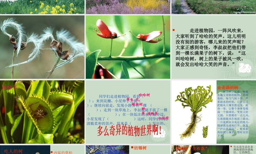 奇异的植物世界 (2)