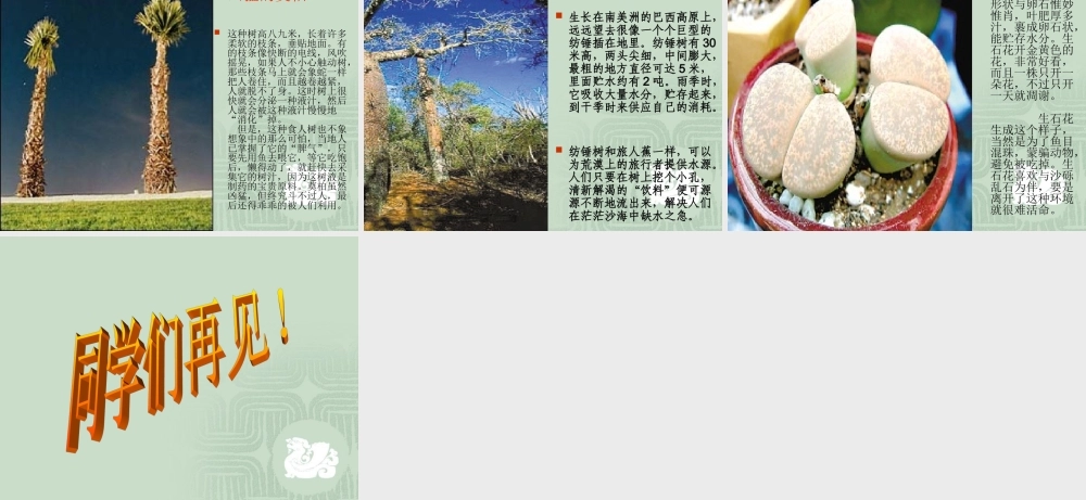 奇异的植物世界 (2)