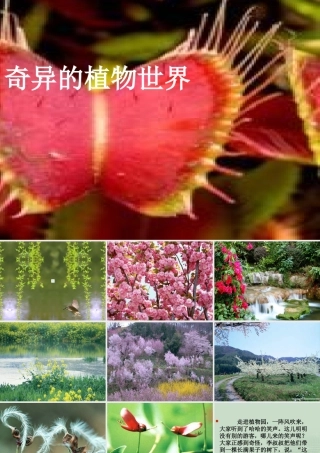 奇异的植物世界 (2)