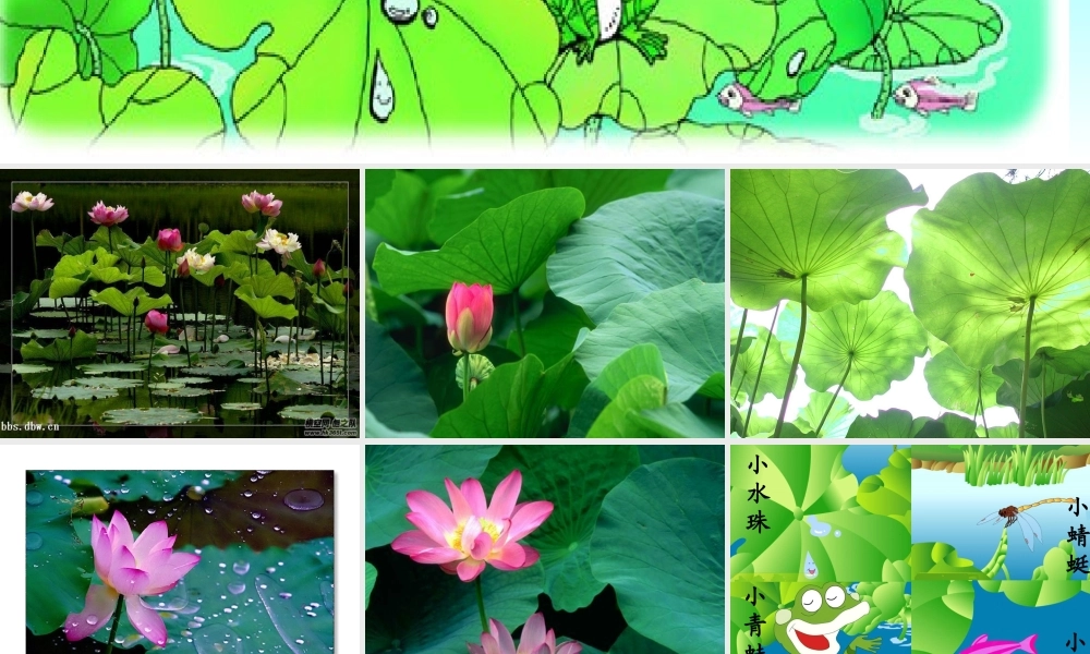 荷叶圆圆一（一）