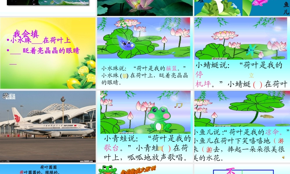 荷叶圆圆一（一）