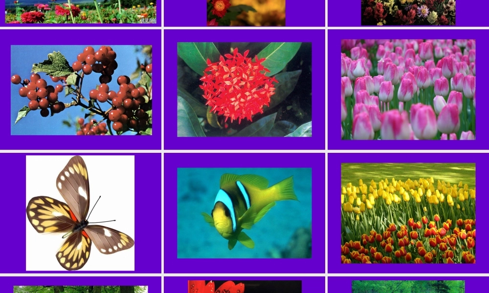 《色彩的对比》课件(人美版五年级美术下册课件)