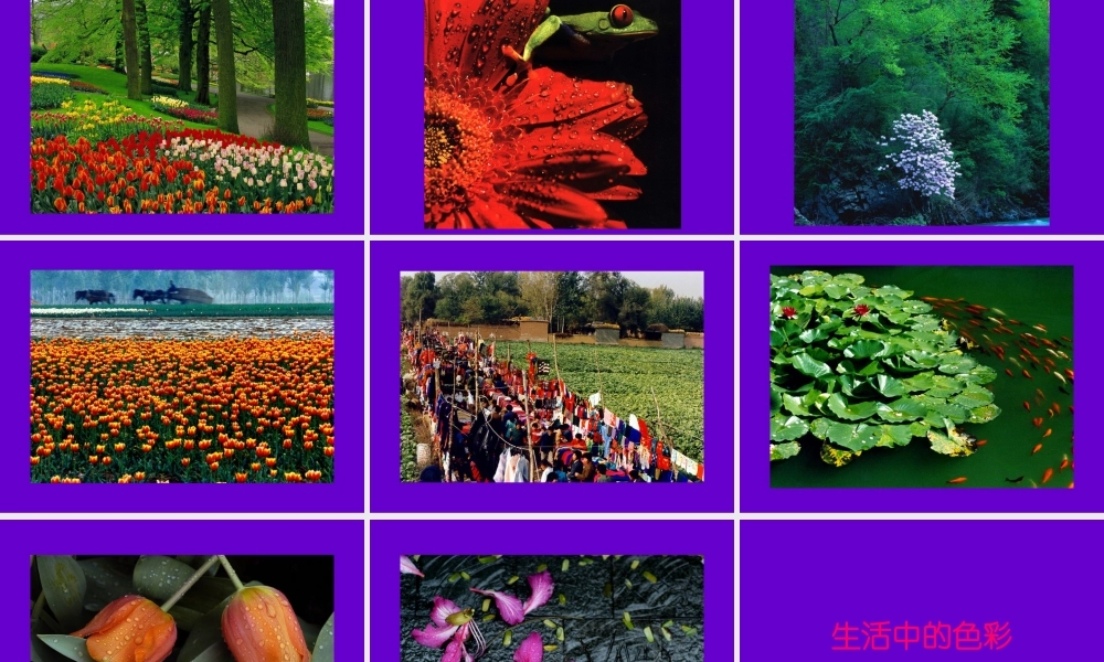 《色彩的对比》课件(人美版五年级美术下册课件)