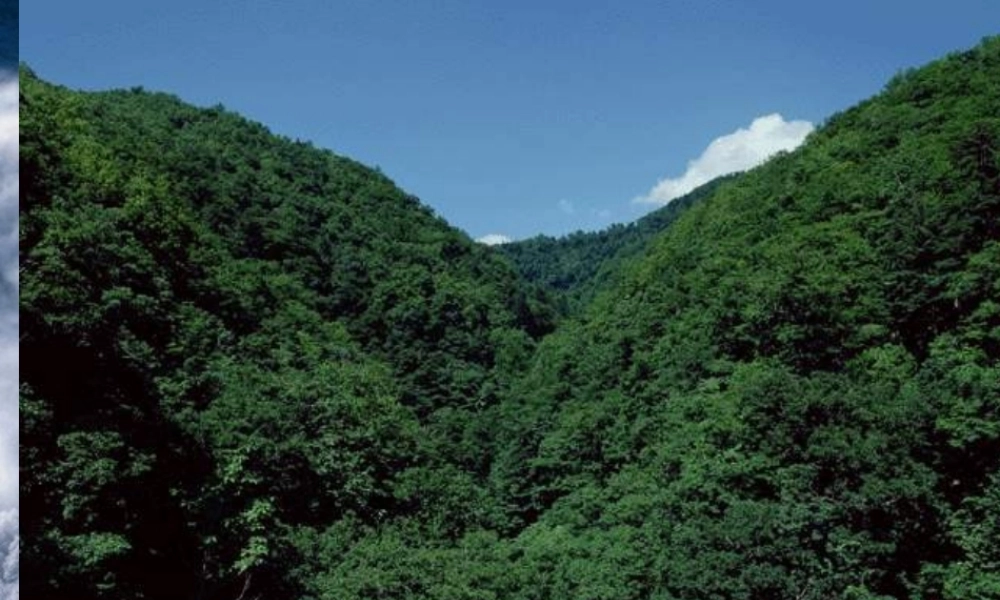 (教科版)_美丽的小兴安岭_1